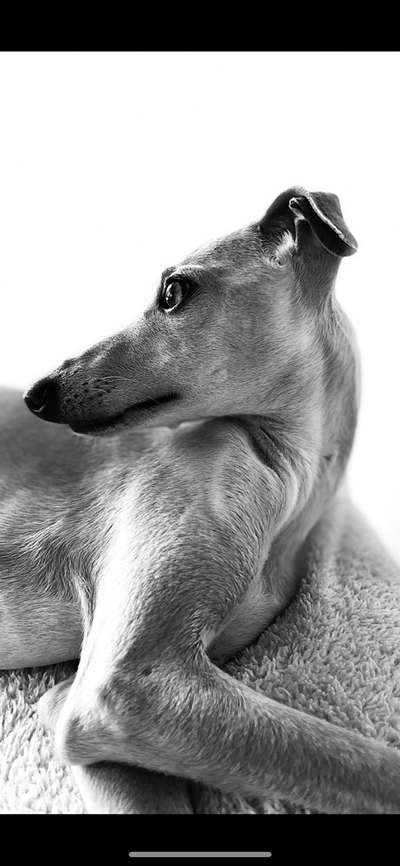 Dogorama Photo Challenge - Portrait-Beitrag-Bild