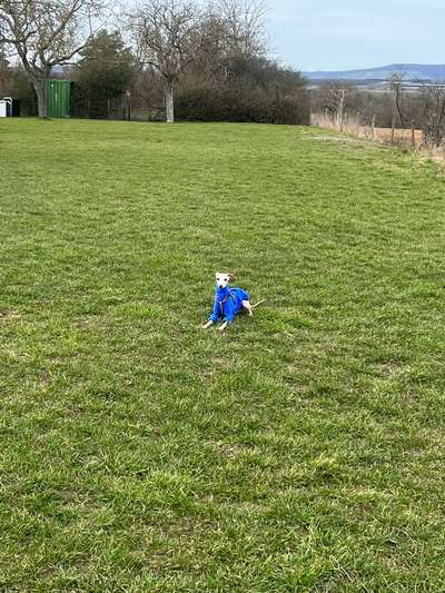 Windhunde - Treffen der besonderen Schönheiten
HERZLICH WILLKOMMEN-Beitrag-Bild