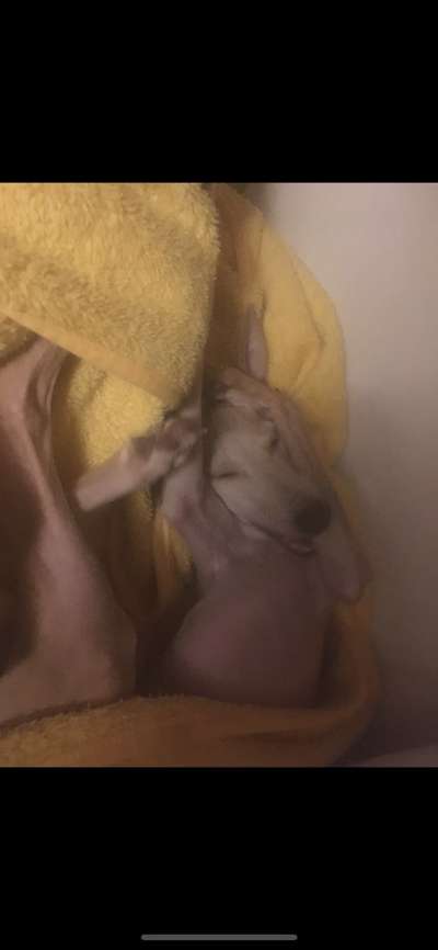 Windhunde - Treffen der besonderen Schönheiten
HERZLICH WILLKOMMEN-Beitrag-Bild