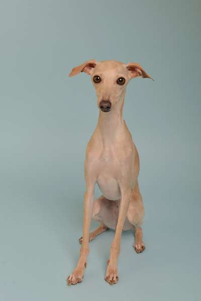 Windhunde - Treffen der besonderen Schönheiten
HERZLICH WILLKOMMEN-Beitrag-Bild