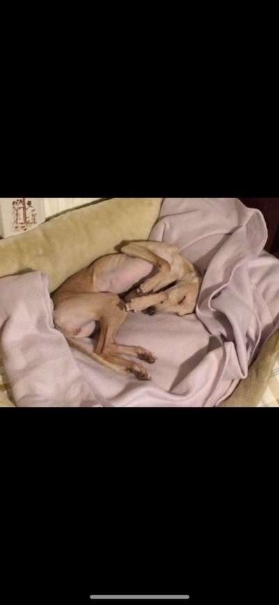 Windhunde - Treffen der besonderen Schönheiten
HERZLICH WILLKOMMEN-Beitrag-Bild