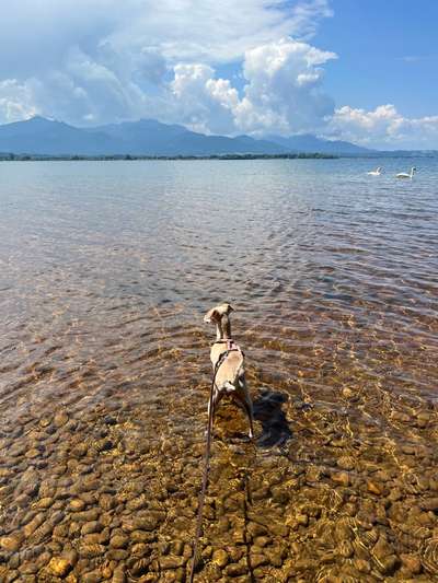 Windhunde - Treffen der besonderen Schönheiten
HERZLICH WILLKOMMEN-Beitrag-Bild