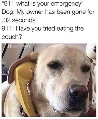 Hunde Memes-Beitrag-Bild