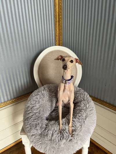 Windhunde - Treffen der besonderen Schönheiten
HERZLICH WILLKOMMEN-Beitrag-Bild