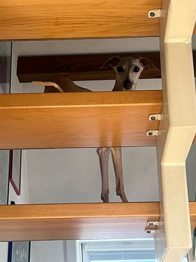 Windhunde - Treffen der besonderen Schönheiten
HERZLICH WILLKOMMEN-Beitrag-Bild