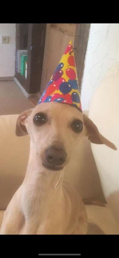 Windhunde - Treffen der besonderen Schönheiten
HERZLICH WILLKOMMEN-Beitrag-Bild