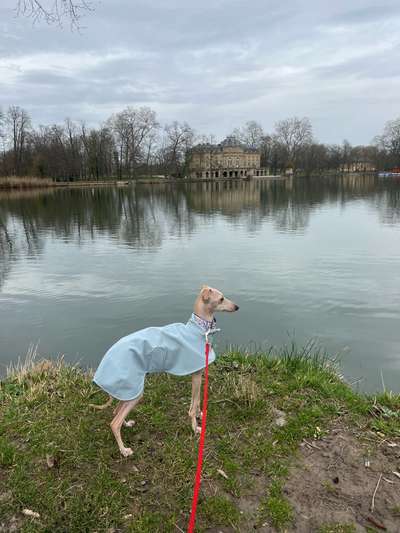 Windhunde - Treffen der besonderen Schönheiten
HERZLICH WILLKOMMEN-Beitrag-Bild