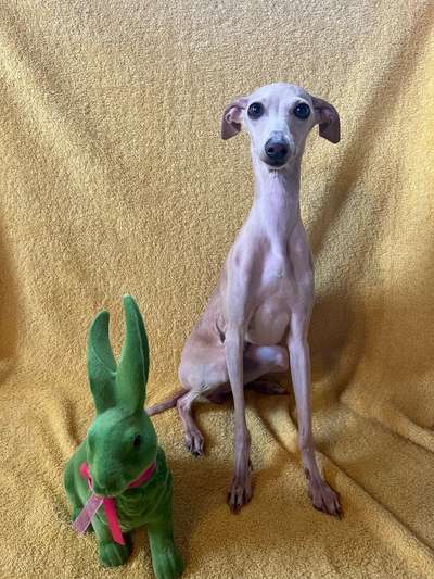 Windhunde - Treffen der besonderen Schönheiten
HERZLICH WILLKOMMEN-Beitrag-Bild