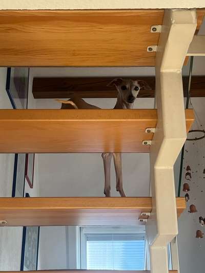 Windhunde - Treffen der besonderen Schönheiten
HERZLICH WILLKOMMEN-Beitrag-Bild