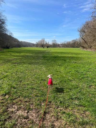 Windhunde - Treffen der besonderen Schönheiten
HERZLICH WILLKOMMEN-Beitrag-Bild