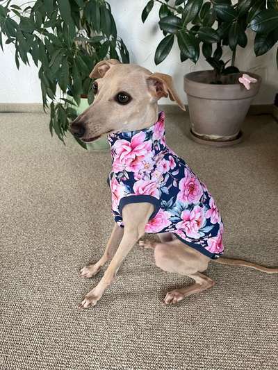 Windhunde - Treffen der besonderen Schönheiten
HERZLICH WILLKOMMEN-Beitrag-Bild