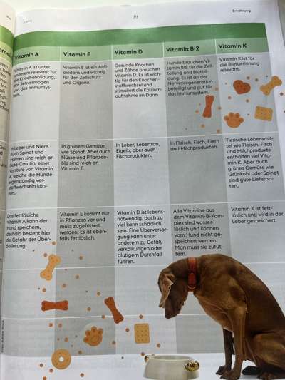 Hochwertiges / Bedarfsgerechtes Nassfutter (ohne Barfen), welches nur?-Beitrag-Bild