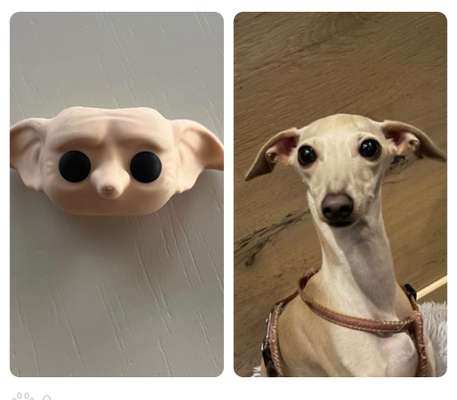 Windhunde - Treffen der besonderen Schönheiten
HERZLICH WILLKOMMEN-Beitrag-Bild