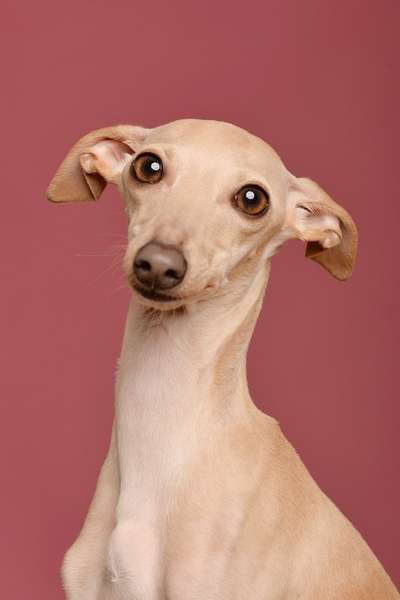 Windhunde - Treffen der besonderen Schönheiten
HERZLICH WILLKOMMEN-Beitrag-Bild