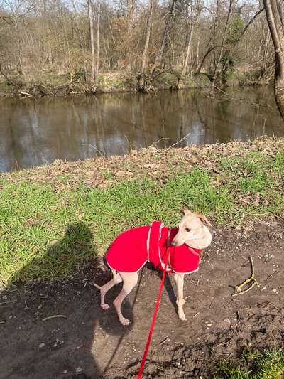 Windhunde - Treffen der besonderen Schönheiten
HERZLICH WILLKOMMEN-Beitrag-Bild