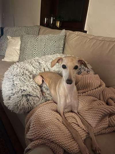 Windhunde - Treffen der besonderen Schönheiten
HERZLICH WILLKOMMEN-Beitrag-Bild