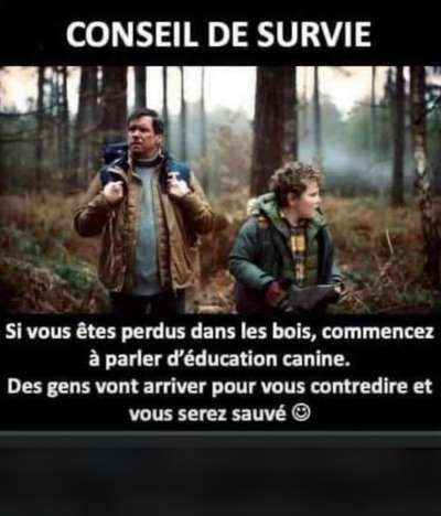 Hunde Memes-Beitrag-Bild