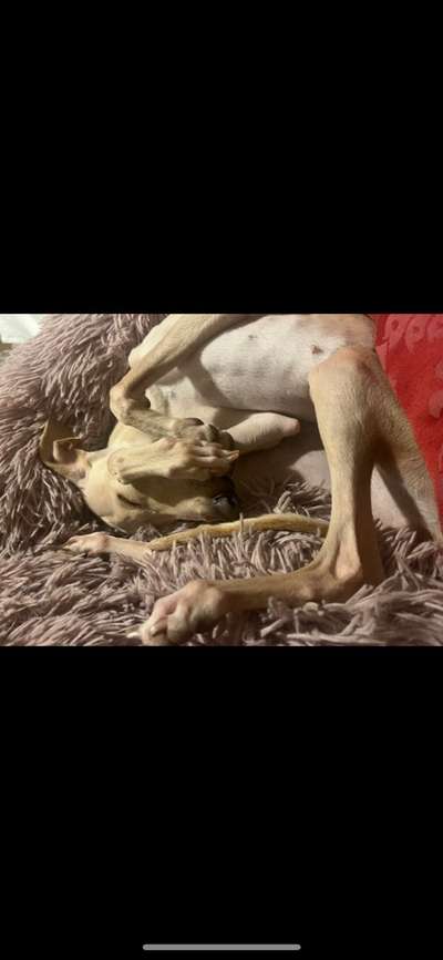 Windhunde - Treffen der besonderen Schönheiten
HERZLICH WILLKOMMEN-Beitrag-Bild