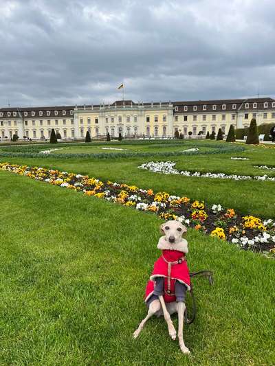 Windhunde - Treffen der besonderen Schönheiten
HERZLICH WILLKOMMEN-Beitrag-Bild