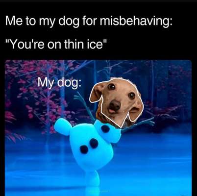 Windhunde - Treffen der besonderen Schönheiten
HERZLICH WILLKOMMEN-Beitrag-Bild