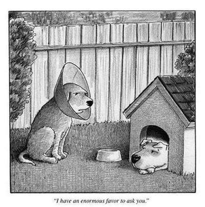 Hunde Memes-Beitrag-Bild