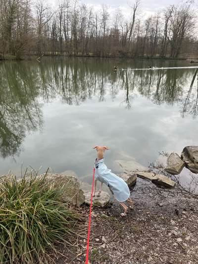 Windhunde - Treffen der besonderen Schönheiten
HERZLICH WILLKOMMEN-Beitrag-Bild