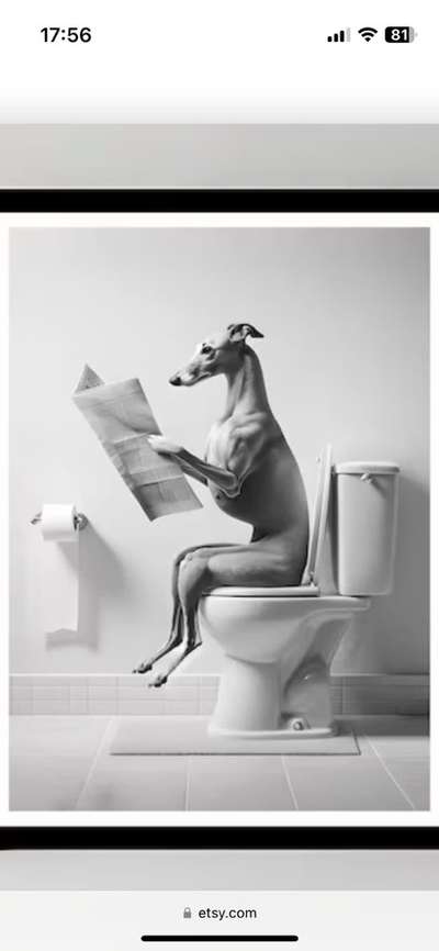 Windhunde - Treffen der besonderen Schönheiten
HERZLICH WILLKOMMEN-Beitrag-Bild