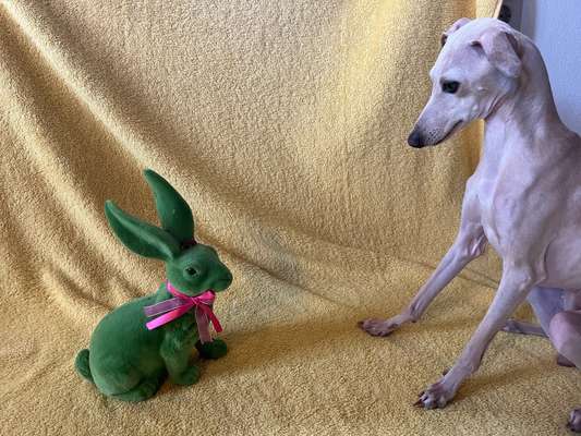 Windhunde - Treffen der besonderen Schönheiten
HERZLICH WILLKOMMEN-Beitrag-Bild