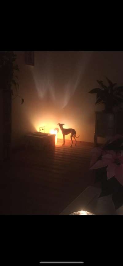 Windhunde - Treffen der besonderen Schönheiten
HERZLICH WILLKOMMEN-Beitrag-Bild