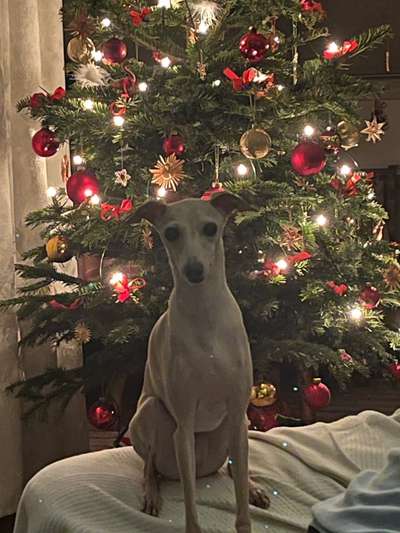 Windhunde - Treffen der besonderen Schönheiten
HERZLICH WILLKOMMEN-Beitrag-Bild