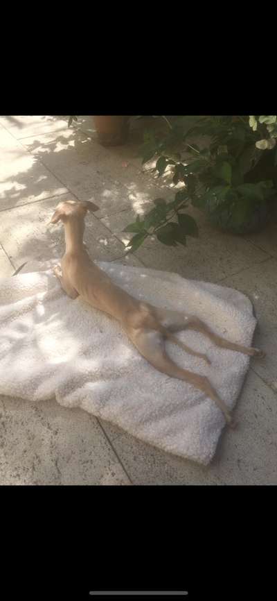 Windhunde - Treffen der besonderen Schönheiten
HERZLICH WILLKOMMEN-Beitrag-Bild