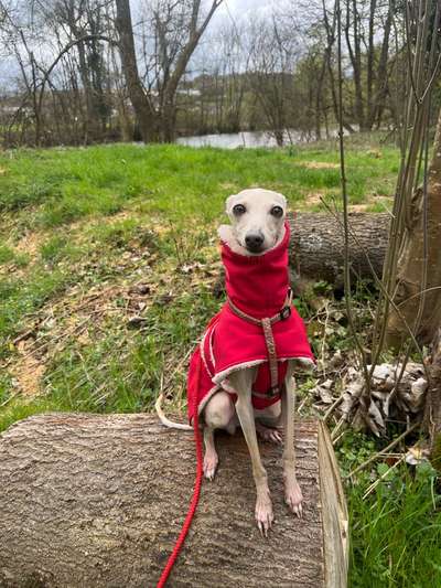 Windhunde - Treffen der besonderen Schönheiten
HERZLICH WILLKOMMEN-Beitrag-Bild