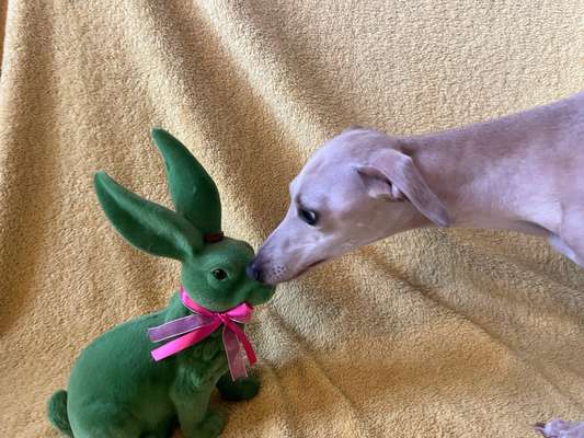 Windhunde - Treffen der besonderen Schönheiten
HERZLICH WILLKOMMEN-Beitrag-Bild