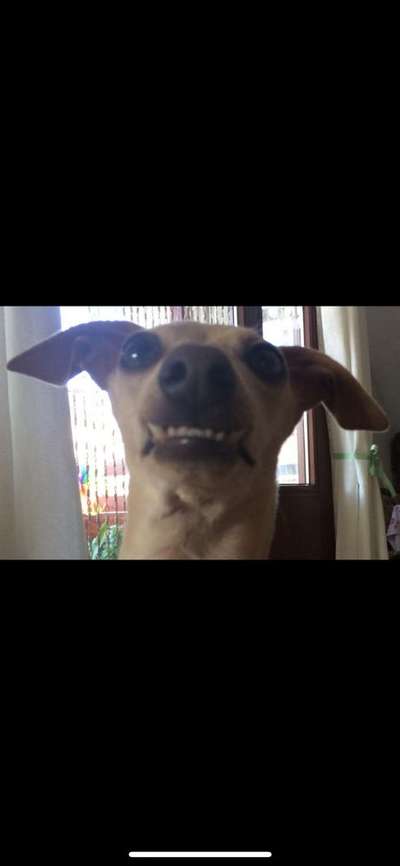 20. Collagen Challenge - "Lustige Schnappschüsse"-Beitrag-Bild