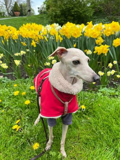 Windhunde - Treffen der besonderen Schönheiten
HERZLICH WILLKOMMEN-Beitrag-Bild