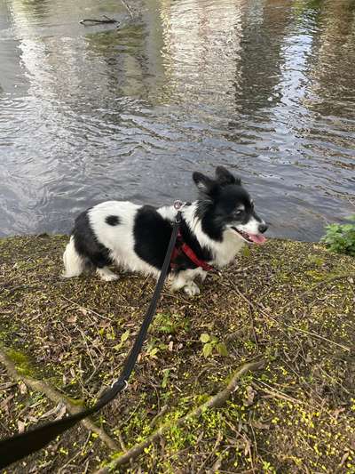 Hundetreffen-Nachmittags Spaziergang im Inselwallpark-Bild