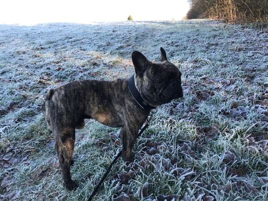 Französische Bulldoggen-Beitrag-Bild