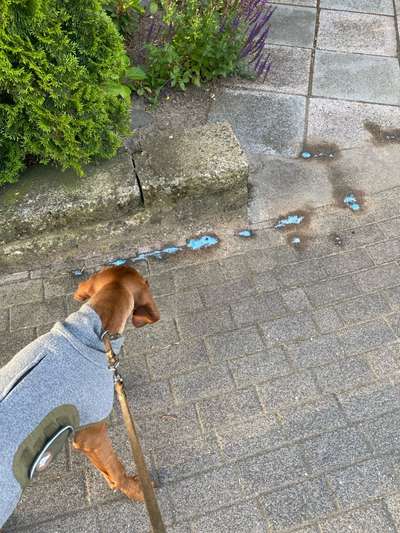 Giftköder-Gift auf dem Gehweg-Bild