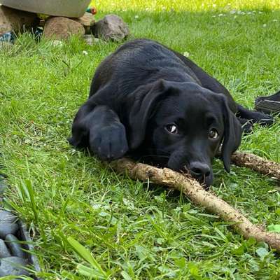 Hundetreffen-Chilli sucht einen Spielkameraden bei ihren Spaziergängen-Bild