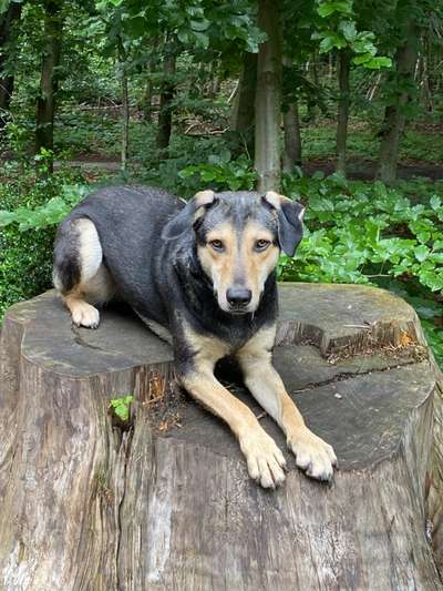 Was denkt ihr, welche Rassen in meinem Hund stecken könnten?-Beitrag-Bild