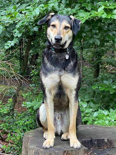 Was denkt ihr, welche Rassen in meinem Hund stecken könnten?-Beitrag-Bild