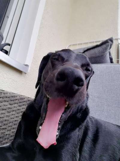 Dogorama Photo Challenge - Dein Hund beim Gähnen-Beitrag-Bild