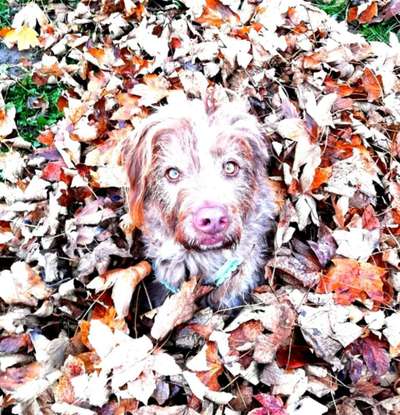 Die Dogorama Kalender Challenge Teil 1/4-Beitrag-Bild