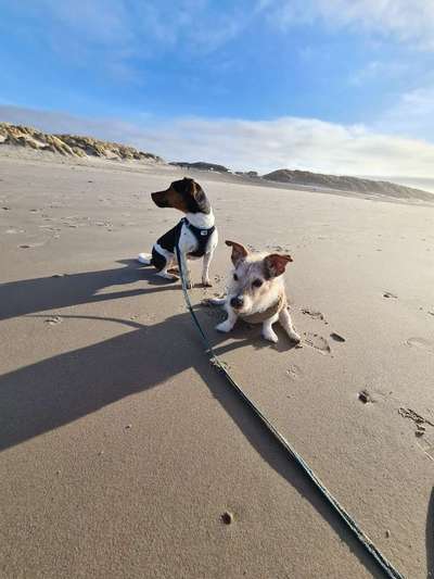 Dogorama Photo Challenge - Tierischer Urlaub-Beitrag-Bild