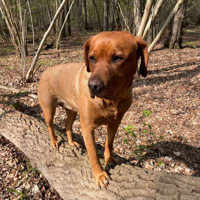 Hundetreffen-Freundliche und entspannte Labradorhündin-Bild