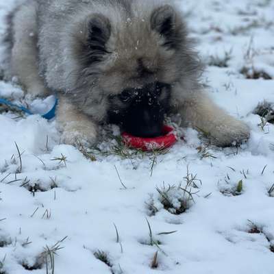 Hundetreffen-Spielrunde Grünau-Bild