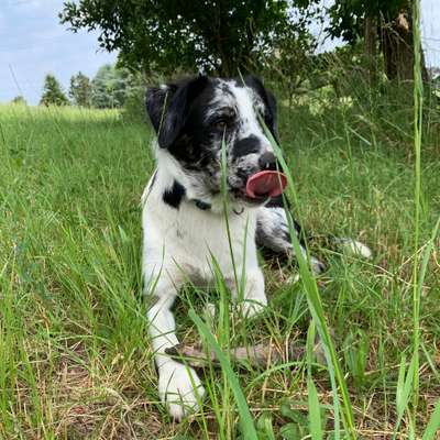 Hundetreffen-Junghunde treffen ohne Leine-Bild