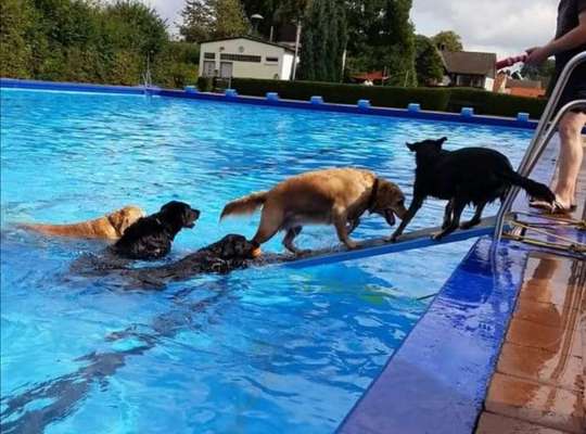 Hundetreffen-Hundeschwimmen in der schönen Flöte-Bild