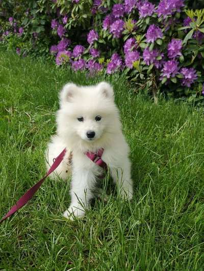 Die Dogorama Monats Challenge "Es grünt und blüht"-Beitrag-Bild