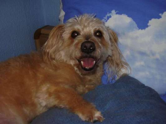 Mischlingshunde Foto Aufruf-Beitrag-Bild